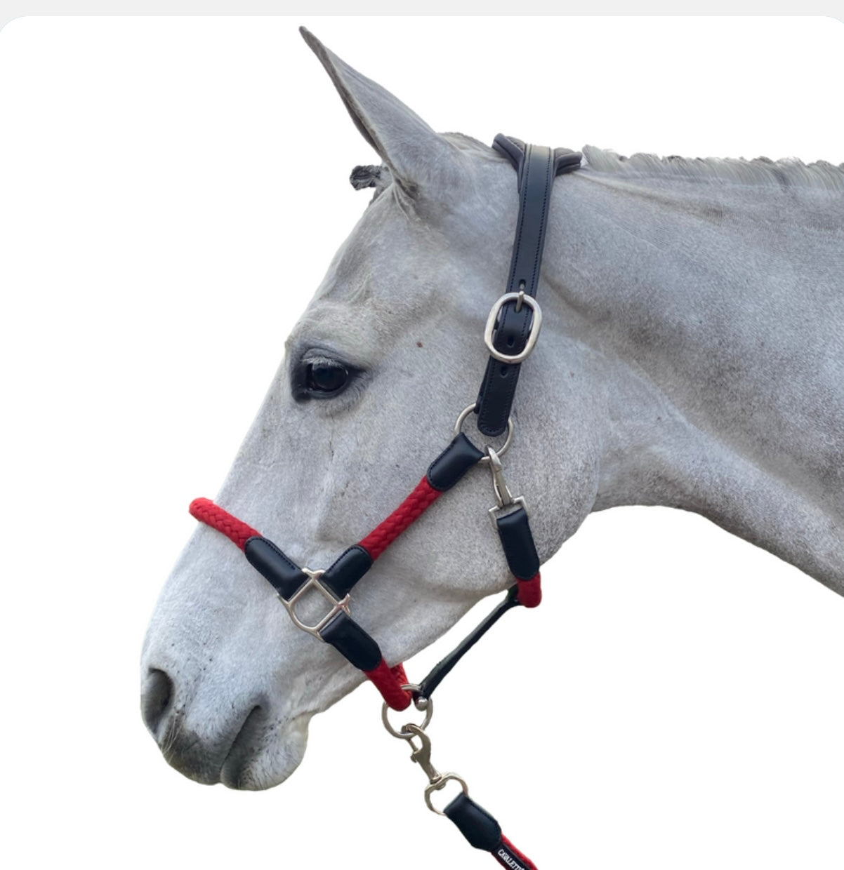 Cavaletti Headcollar