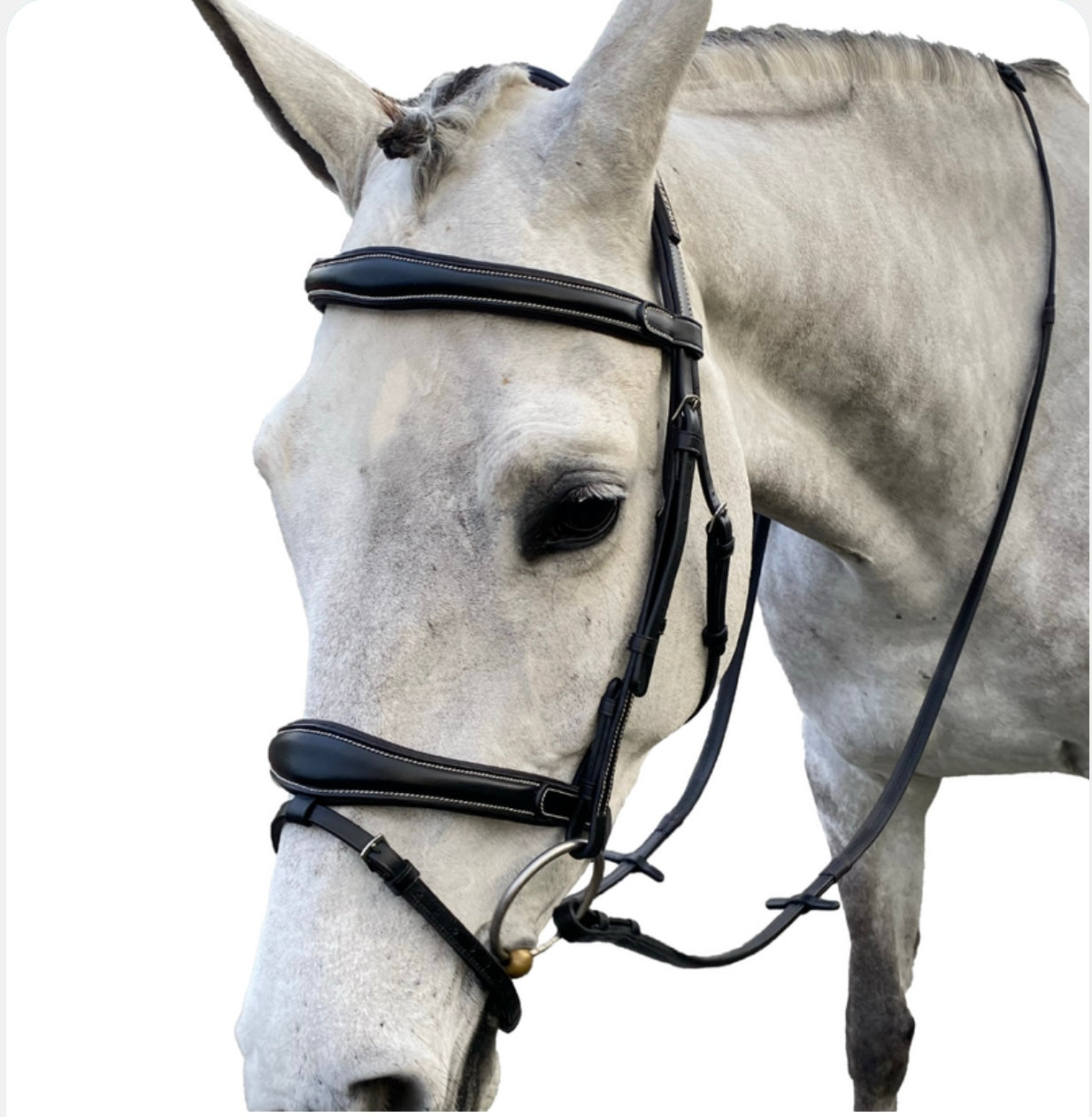 Cavaletti Comfort Bridle