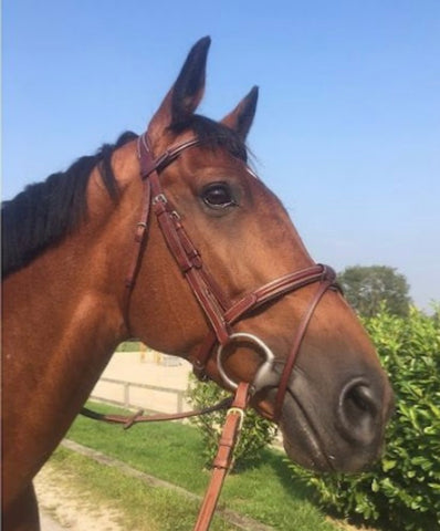 Cavaletti Brown Detachable Flash Noseband